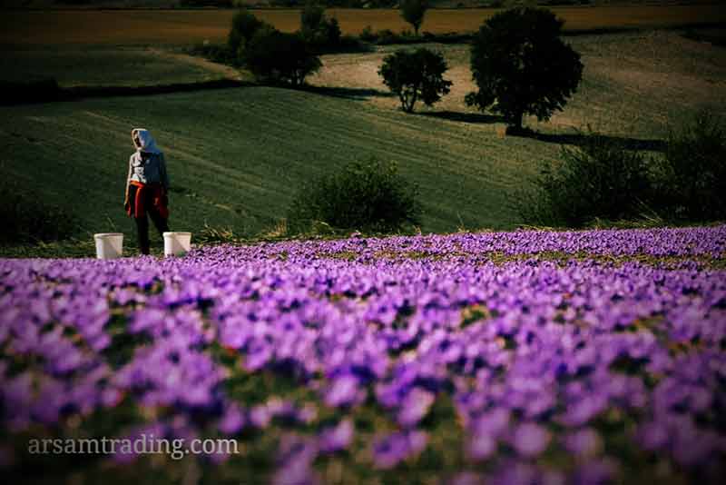 saffron export 