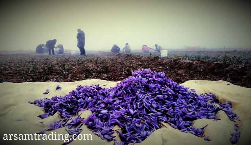 saffron trade