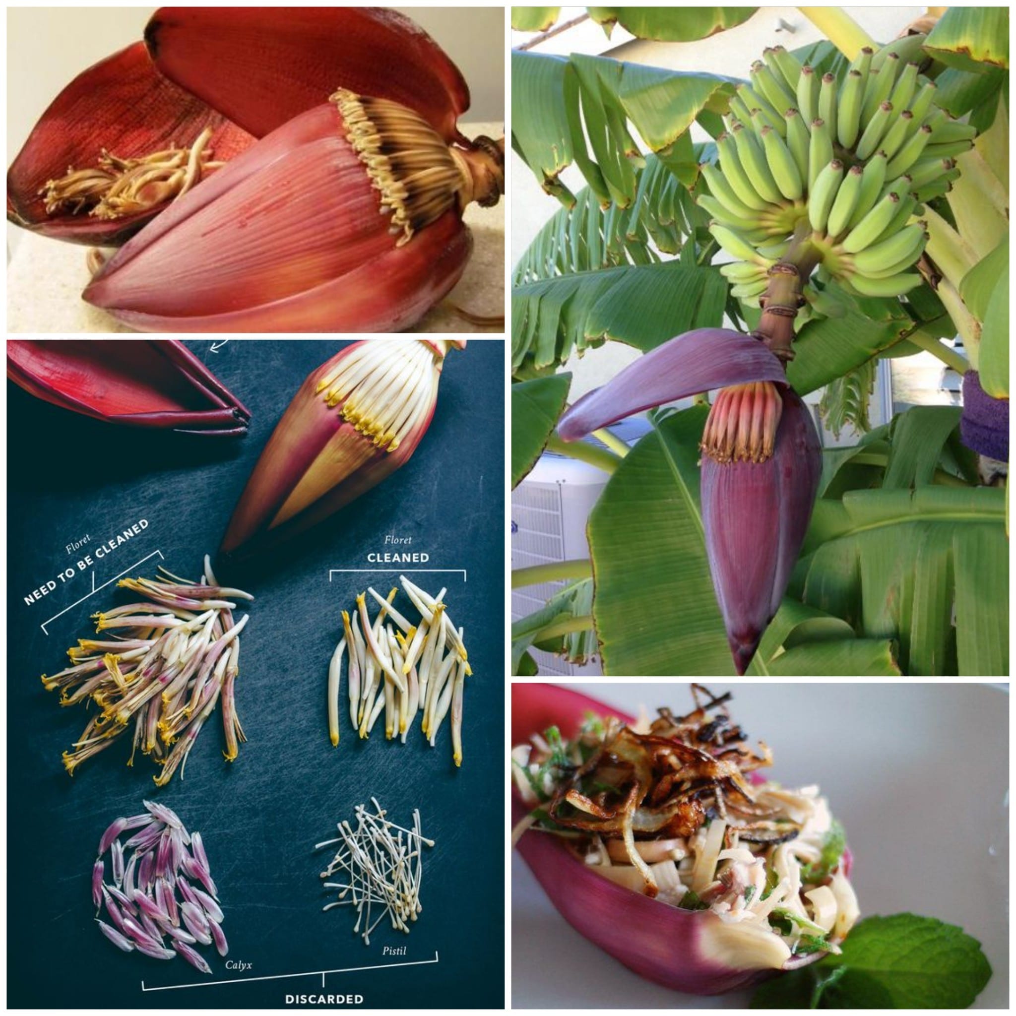 banana flower