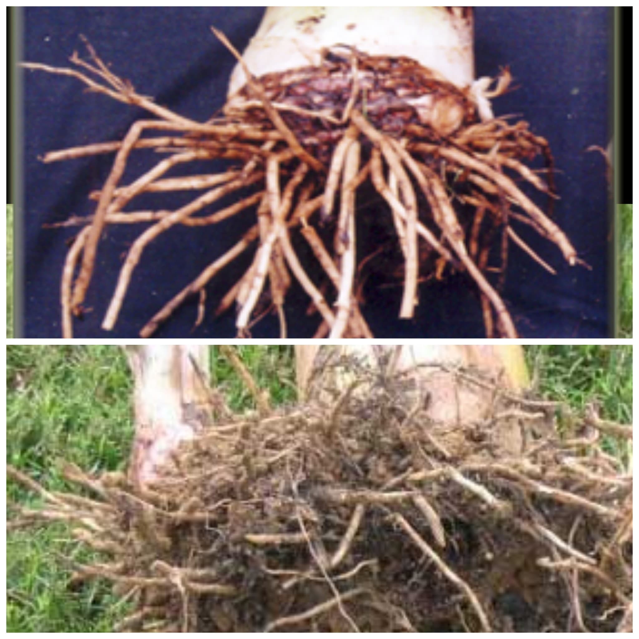 banana root