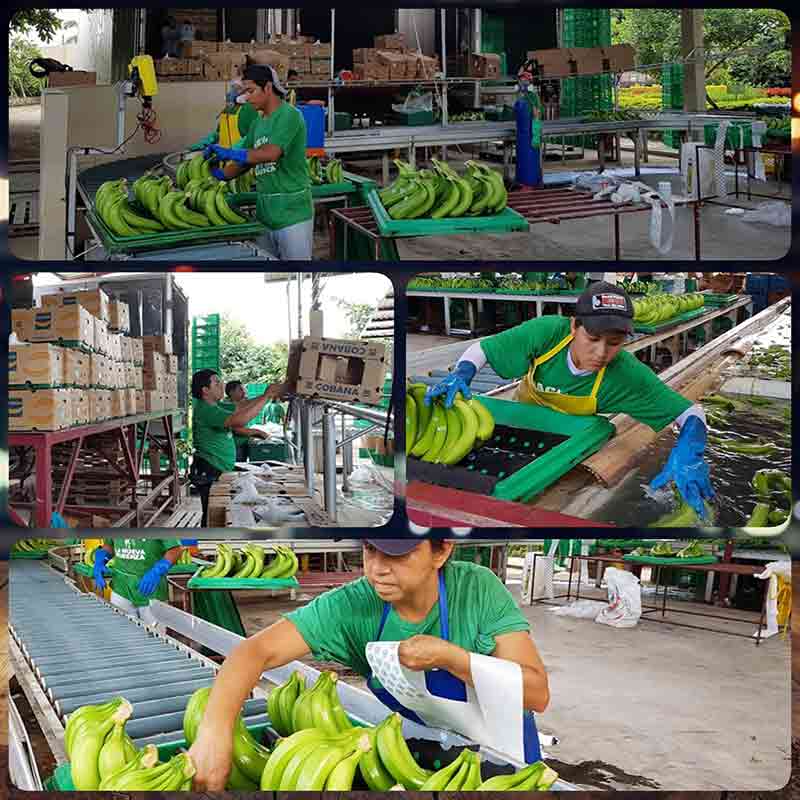 banana import from Ecuador