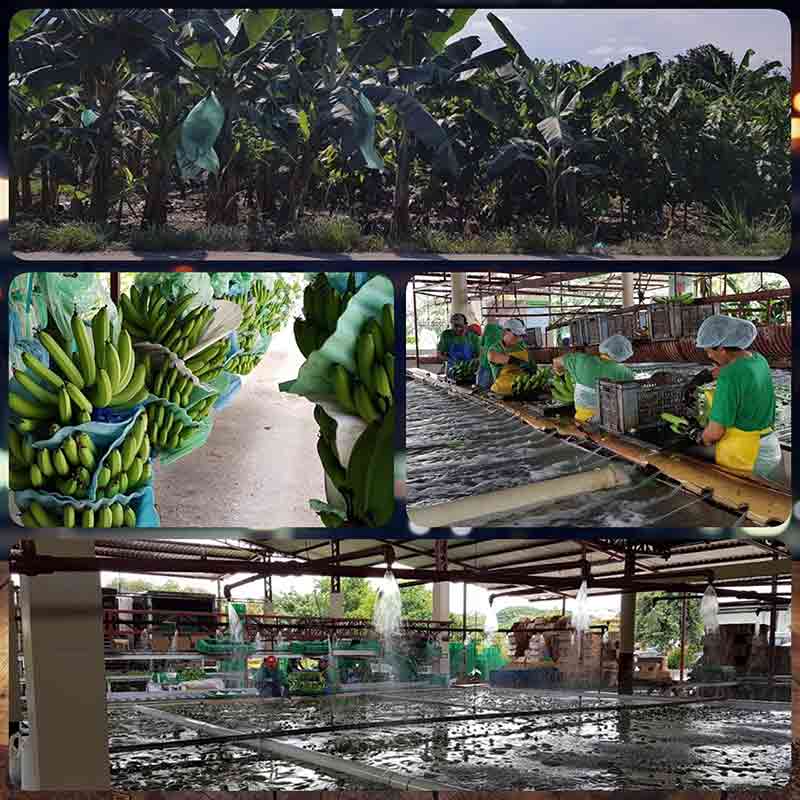 trading of banana