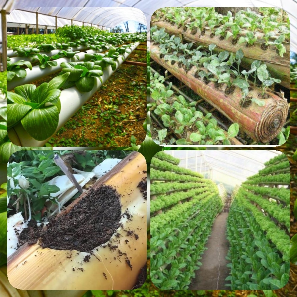 banana stem garden