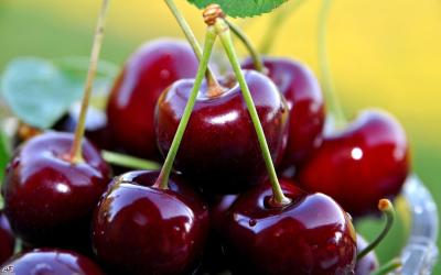 صادرات گیلاس